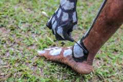 THAL6151